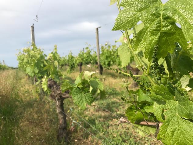 En direct des vignes