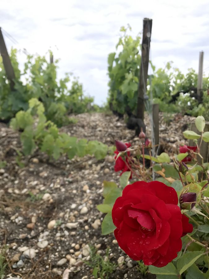 Des roses et des vignes