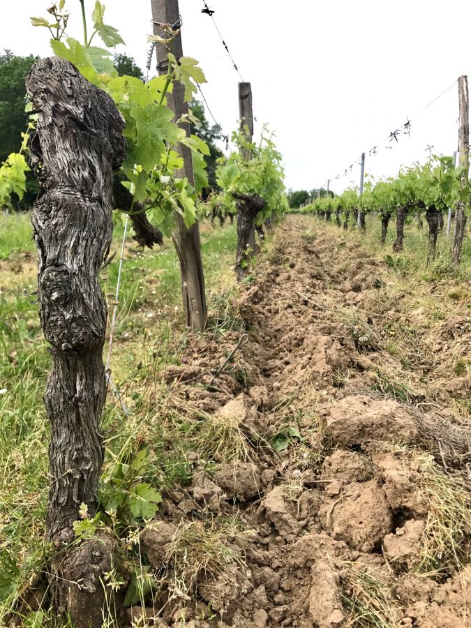 En direct des vignes