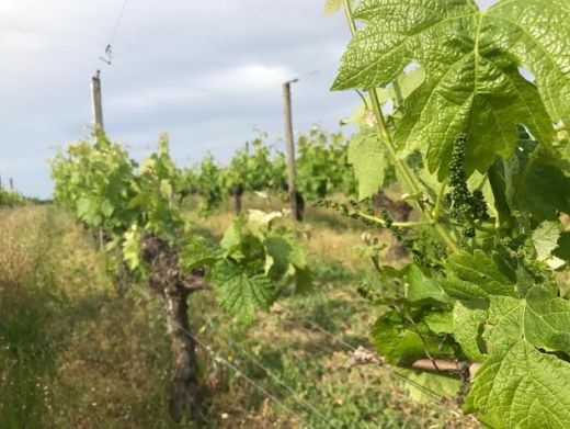 La vigne aujourd'hui