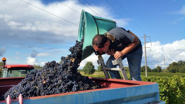 Les vendanges au Château Farizeau